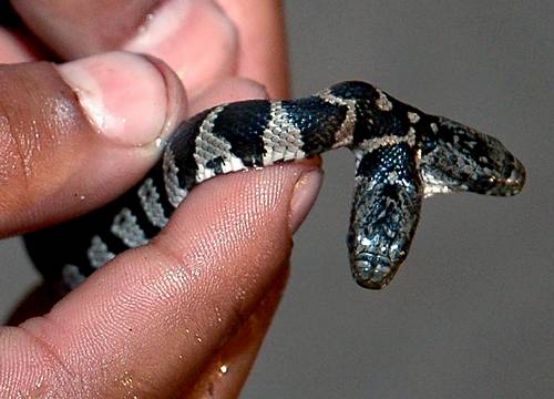 Serpiente de dos cabezas