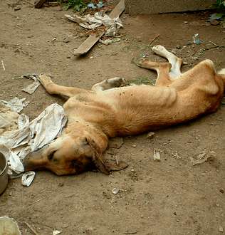 Maltrato animal en Baiona, muerto, perro, tortura