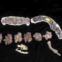 Descubren restos de la serpiente más larga de la historia
