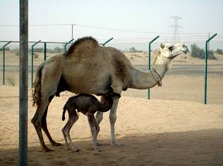 Nace en Dubai el primer dromedario clonado