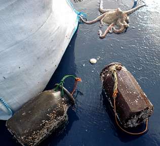cadufos La veda del pulpo en Galicia dispara el mercado ilegal de la especie