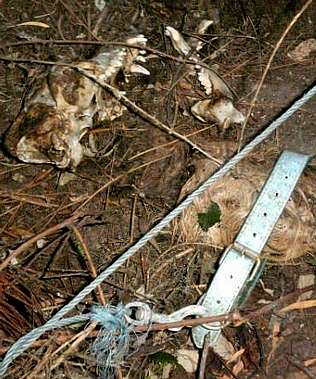 Condenada a pagar 60 euros por dejar morir a su perro en Ponteareas