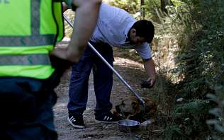 Abandonan cerca de una protectora de animales un perro de raza peligrosa herido
