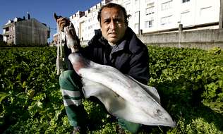 Un cercedense bate su propio récord personal con un calamar de 3.100 gramos pescado en Caión