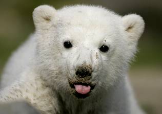 El oso polar Knut será disecado y tendrá un monumento en el zoo de Berlín