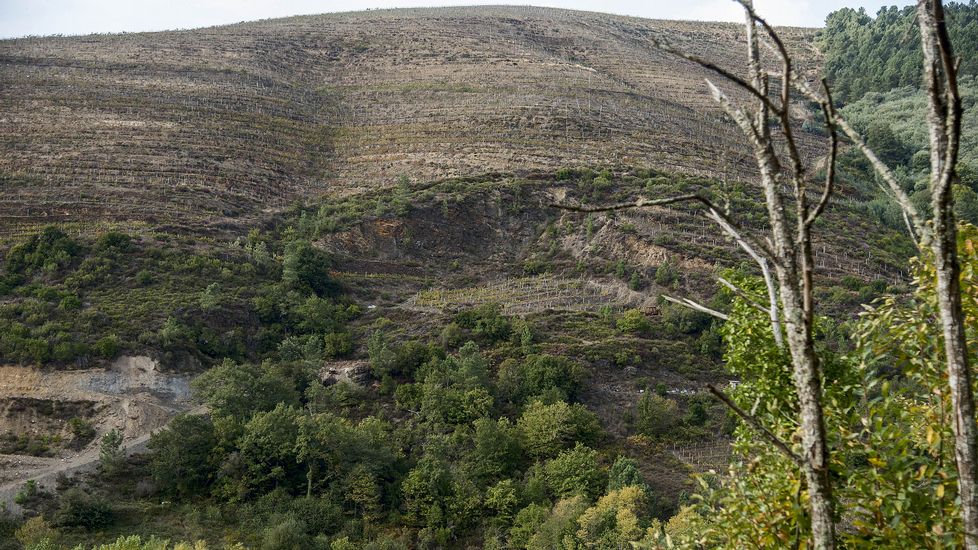 El socavón de la antigua mina de A Toca se abre en medio de una ladera que hoy está cubierta de viñedos