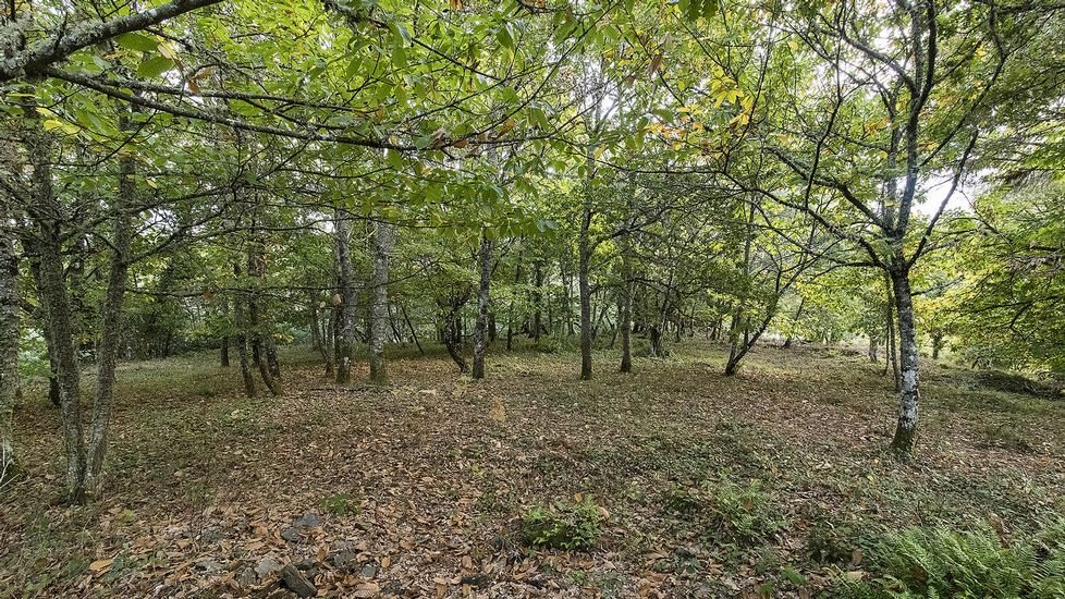 La croa o recinto central del castro de Barreiro, ahora cubierta de árboles, fue muy alterada por las labores agrícolas