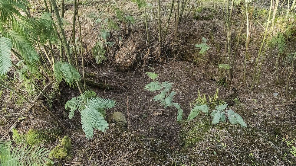 Rastros de una vieja excavación furtiva en el castro de Barreiro