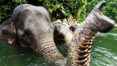 El elefante de Sumatra se encuentra a un paso de la extinción E_120124-112958