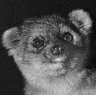 SMITHSONIAN / HANDOUT