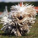 LASZLO BALOGH | REuters