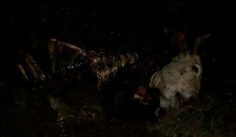 Solo los huesos y la cabeza de la vaca quedaron tras el ataque. 