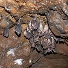 GUILLERMO D�AZ AIRA