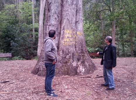 El árbol, en el Souto da Retorta, considerado momunento natural. 