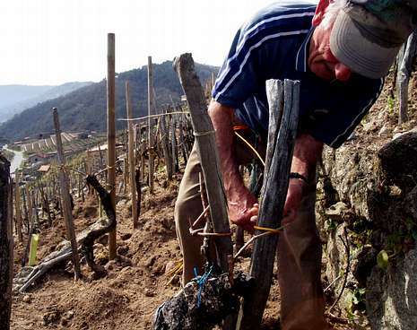 Viñas de la Ribeira Sacra en manos de la tercera edad