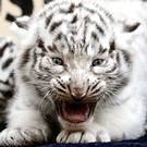 HEINZ-PETER BADER | REUTERS