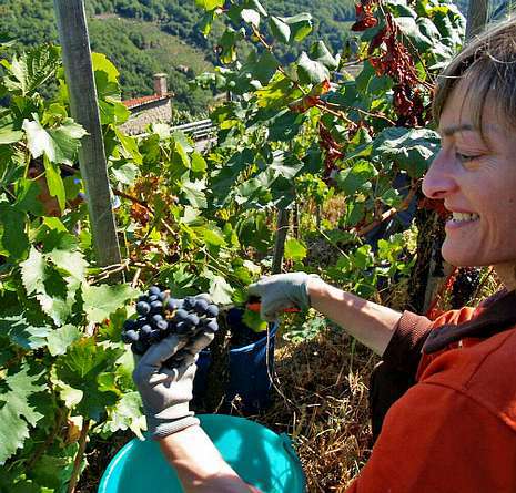 Otro guiño al vino de Ribeira Sacra del crítico del «New York Times»