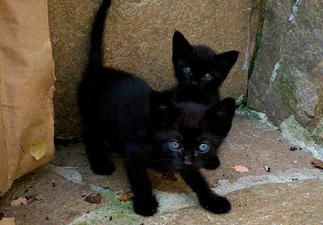 Casi nadie quiere gatos negros. 