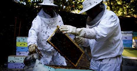 Apicultores gallegos denuncian una «enorme desaparición de abellas» por los insecticidas