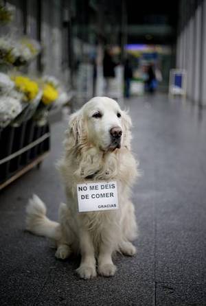 Muere Ney, el perro que se dejaba querer en la plaza de Lugo H16E4016